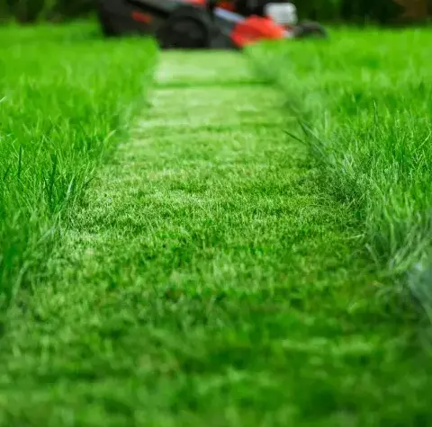 élagage Cherré-Au-5